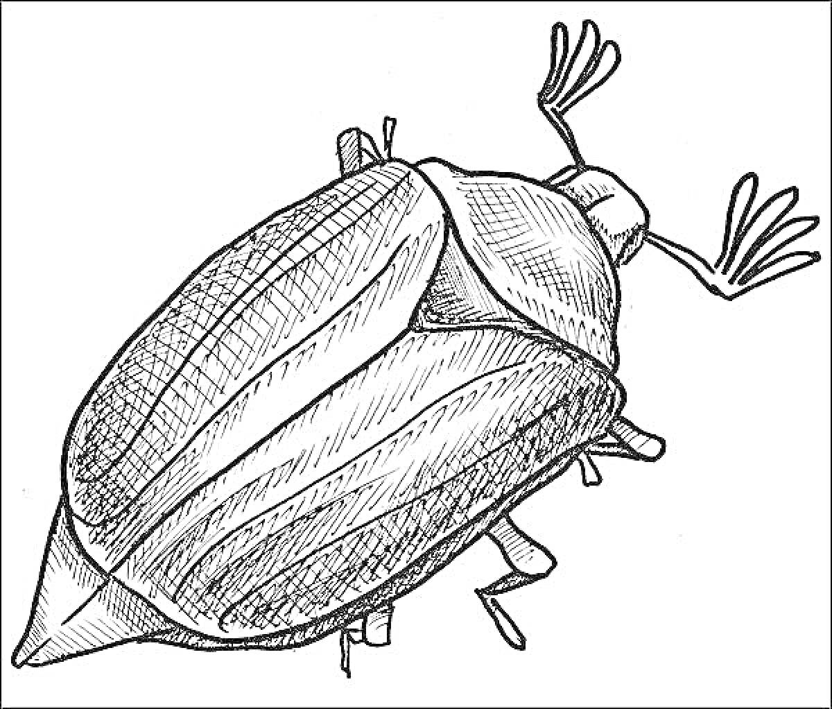 Раскраска Майский жук с деталями крыльев и усиков