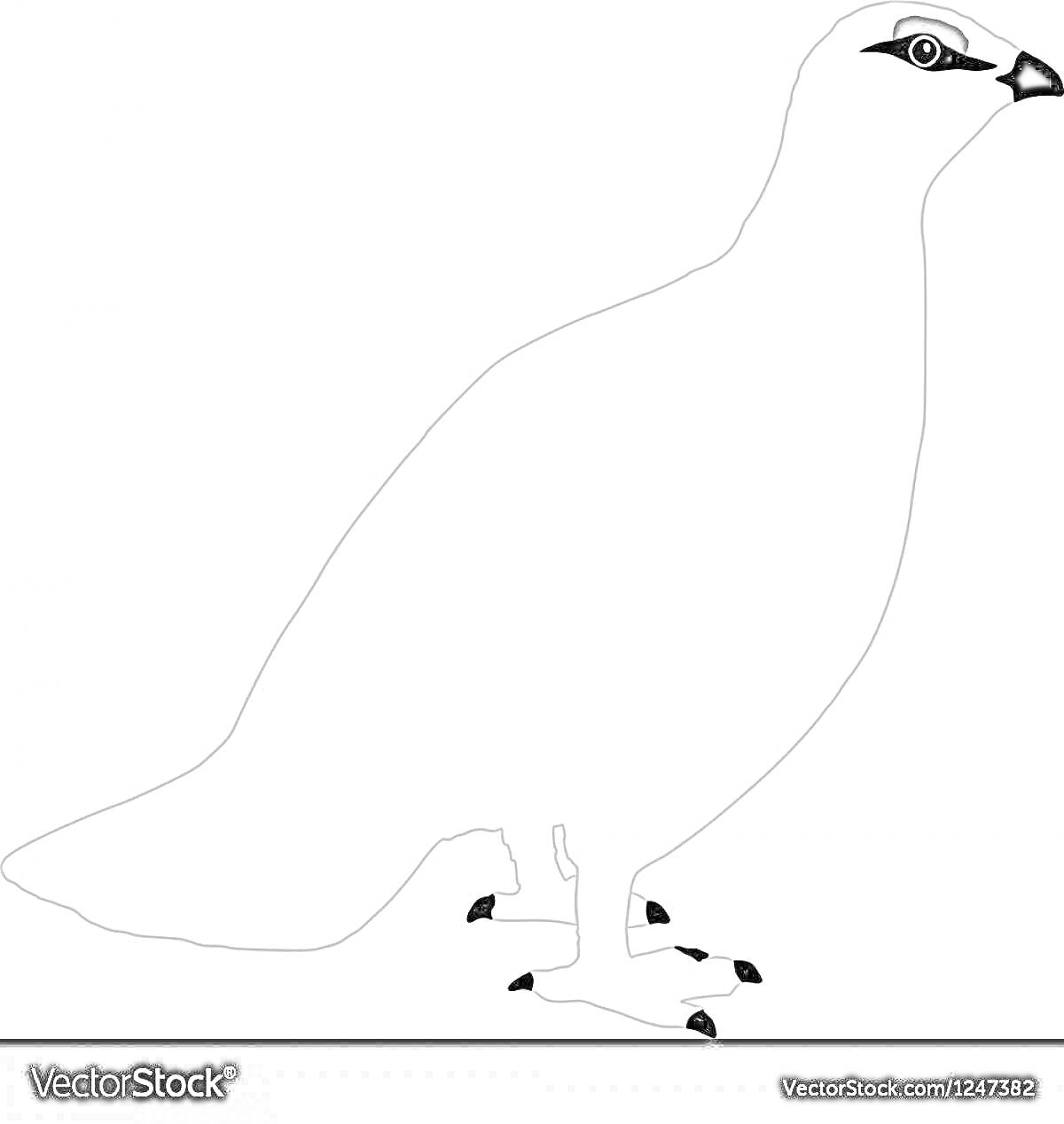 Раскраска Контурное изображение куропатки с акцентами на глазах и лапах
