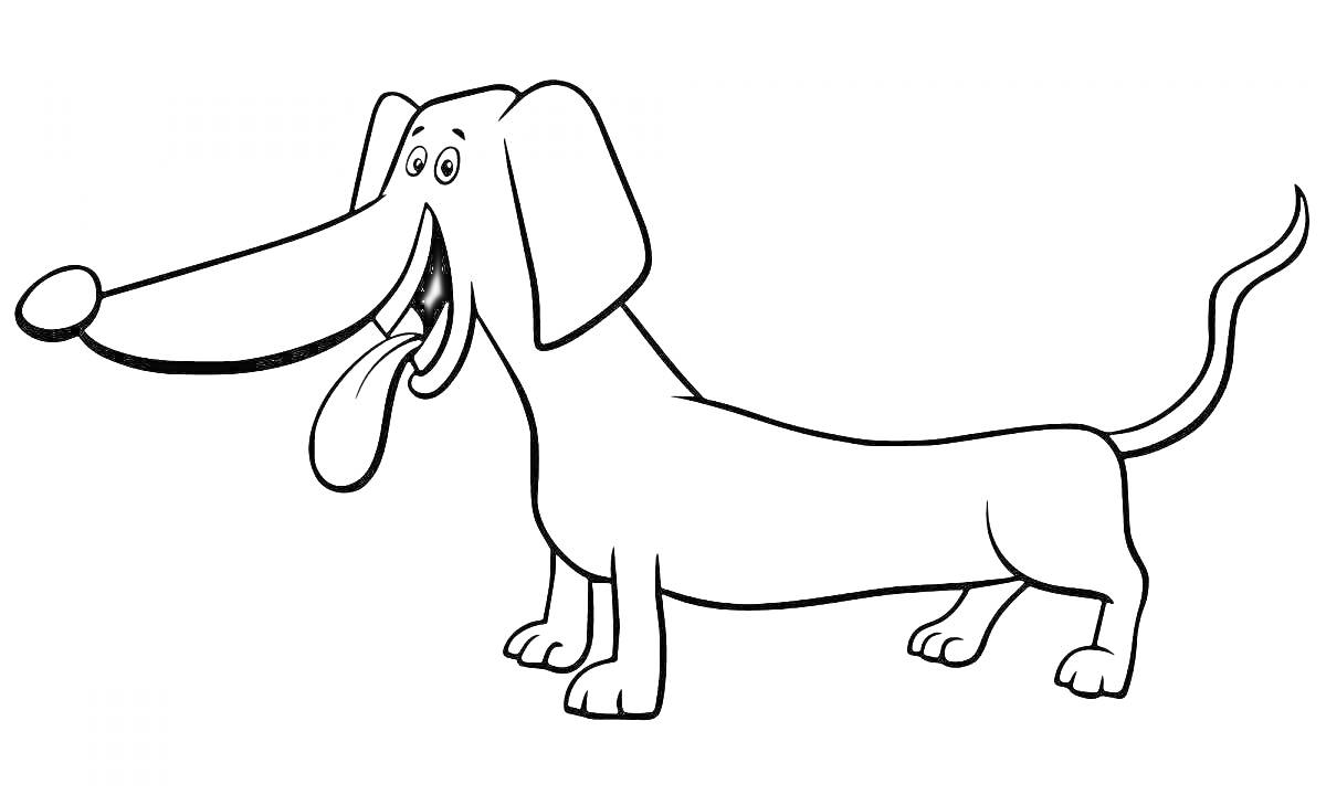 На раскраске изображено: Такса, Собака, Мультипликационный стиль, Большие уши, Длинный язык, Большой нос