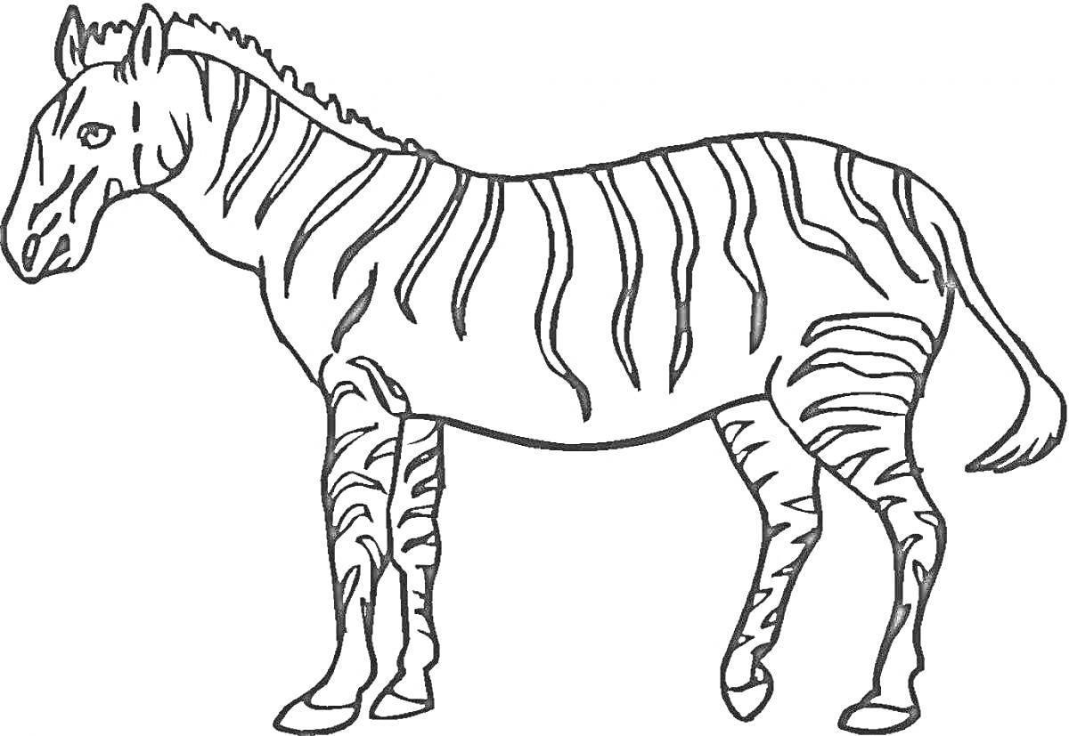 Раскраска Зебра с полосатой окраской, стоящая профиль и смотрящая вправо