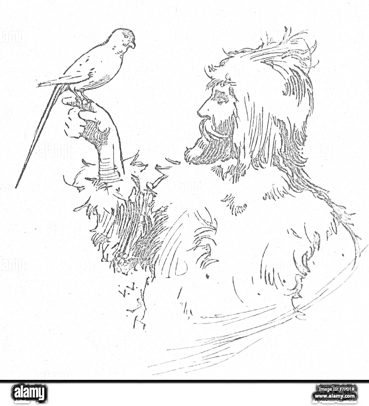 На раскраске изображено: Робинзон Крузо, Человек, Борода, Длинные волосы, Птица, Рука, Меховая одежда, Приключения, Остров, Выживание