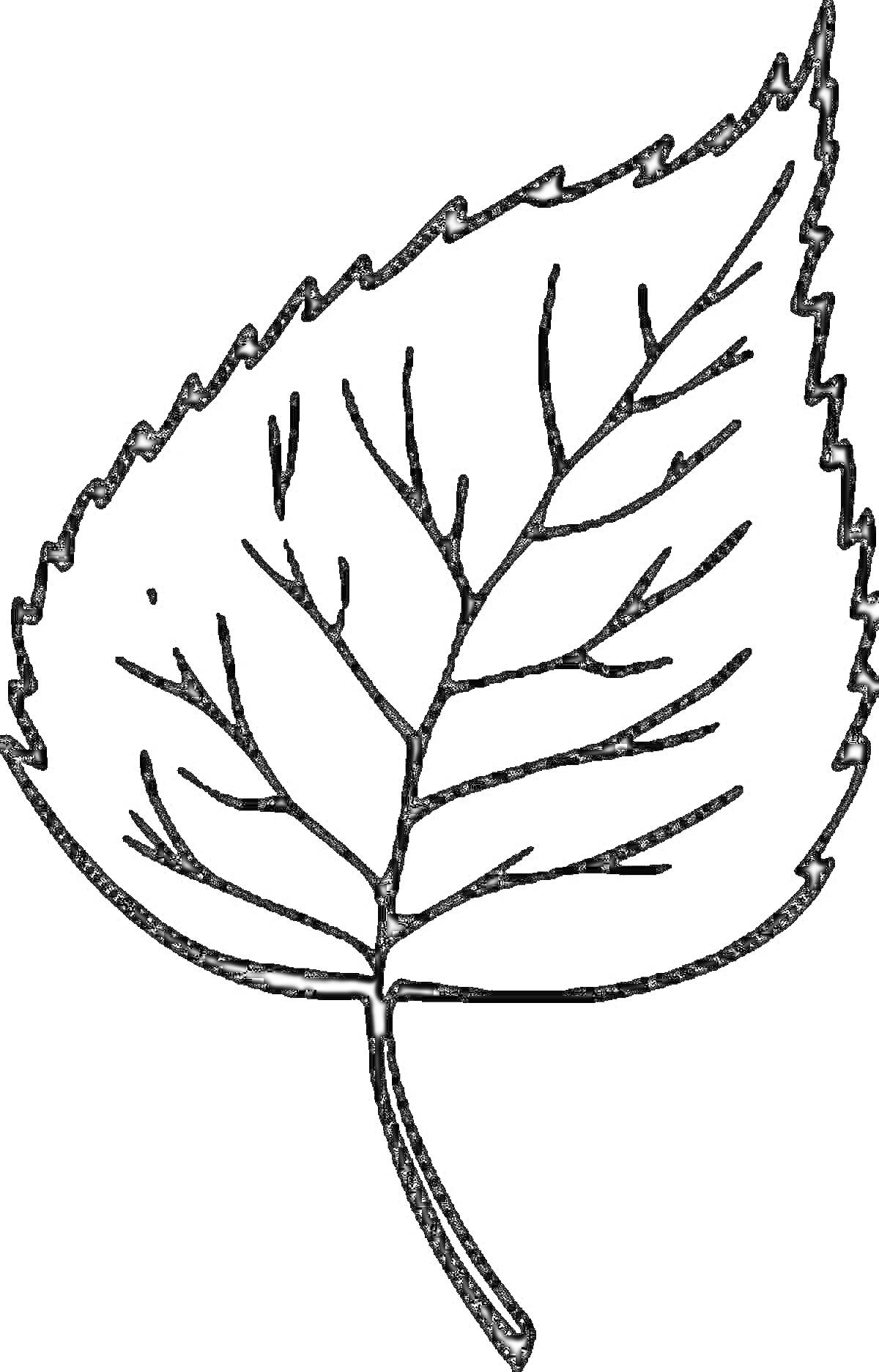 Раскраска Лист дерева с боковым зубчатым краем и прожилками