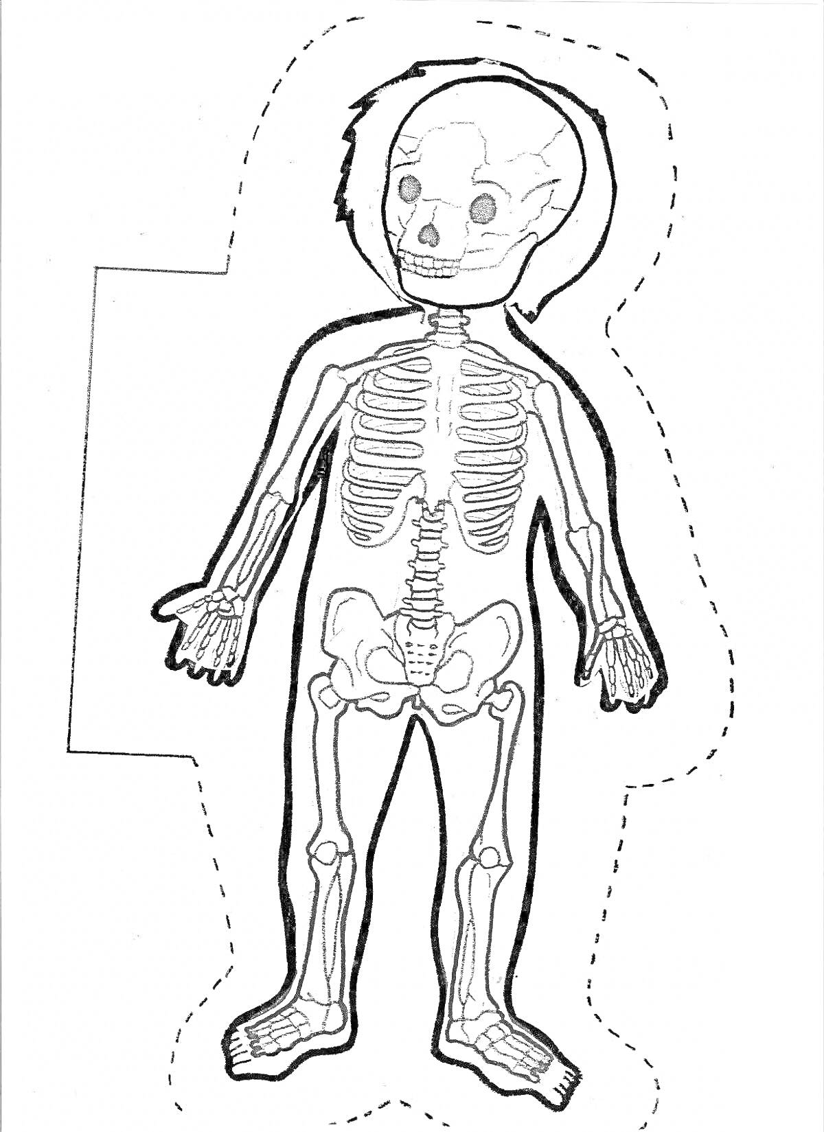 Раскраска Скелет человека, элементы: череп, грудная клетка, позвоночник, тазовые кости, кости рук, кости ног