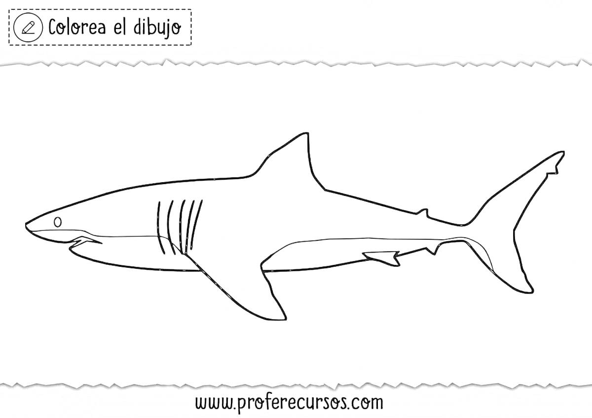 Раскраска Очертание мегалодона для раскрашивания