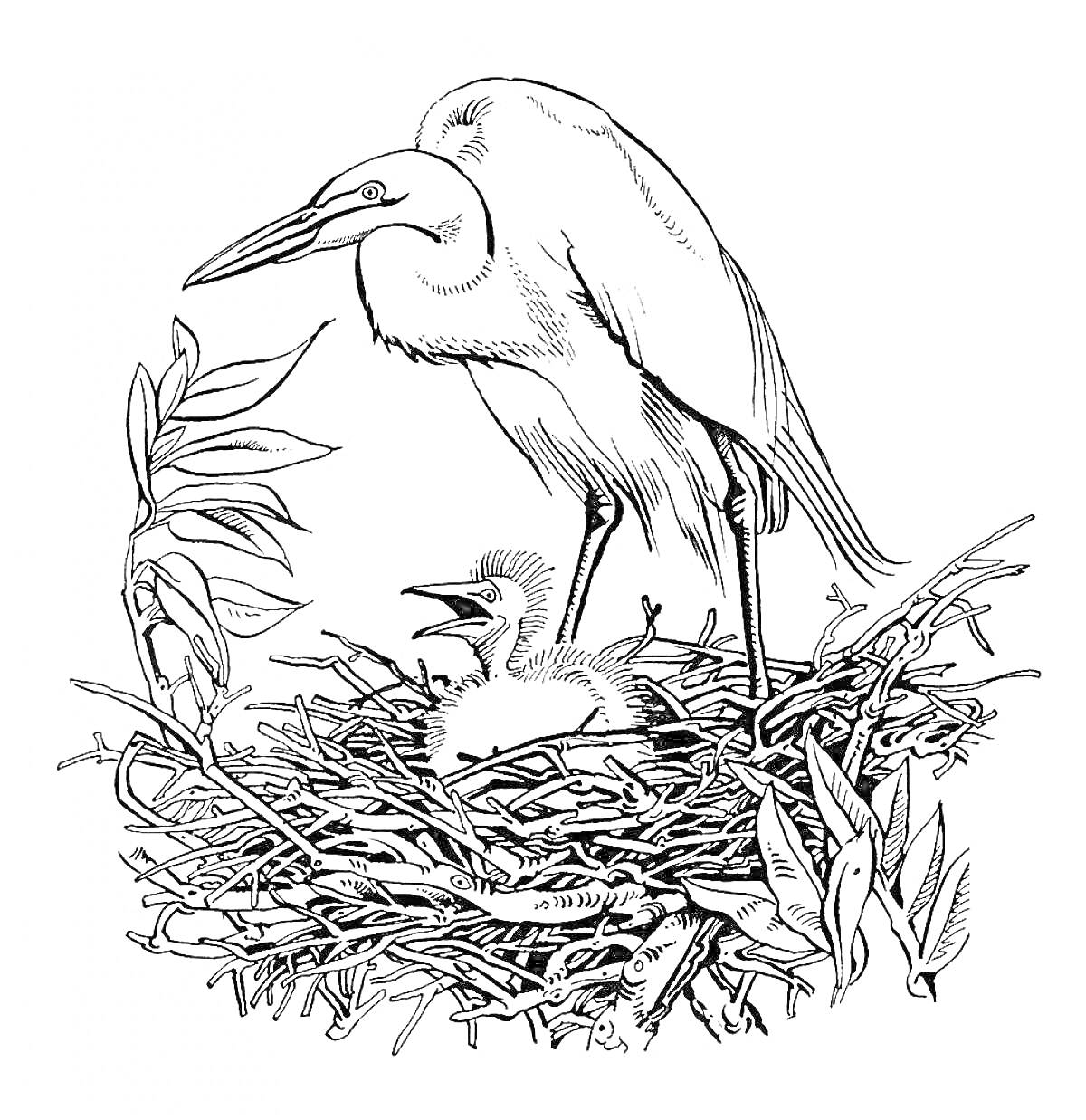 Раскраска Цапля с птенцом в гнезде среди веток и листьев