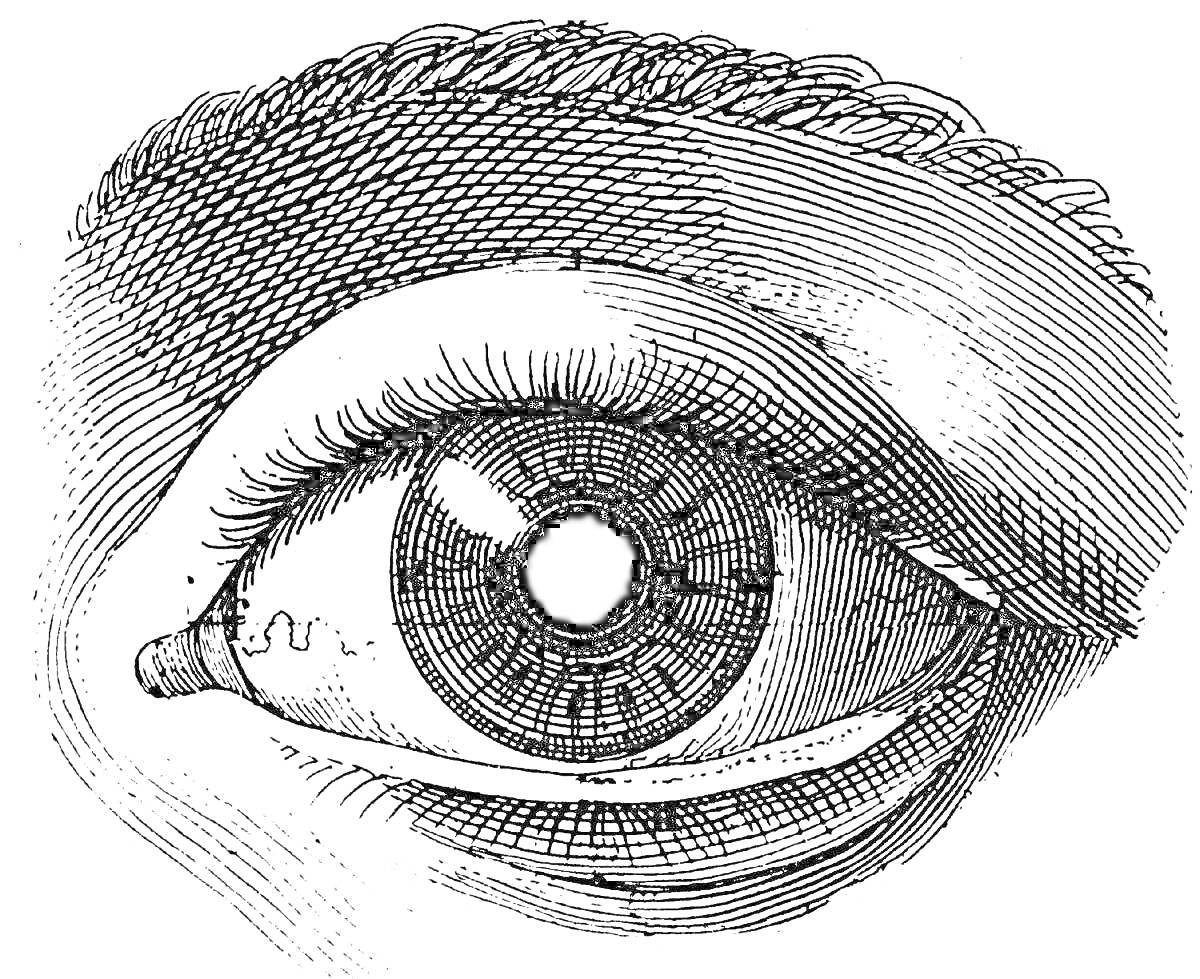 На раскраске изображено: Анатомия, Бровь, Ресницы, Радужка, Зрачок