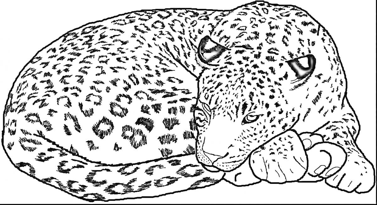 На раскраске изображено: Леопард, Животные, Природа, Пятна, Отдых, Сон