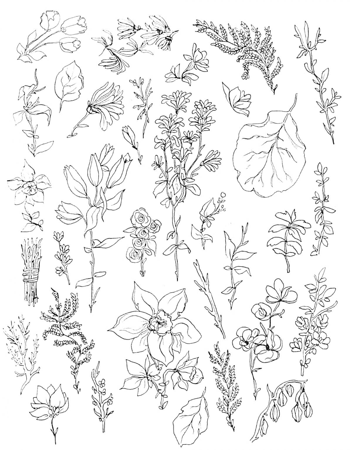 Раскраска Ботаническая раскраска с цветами, листьями и растениями