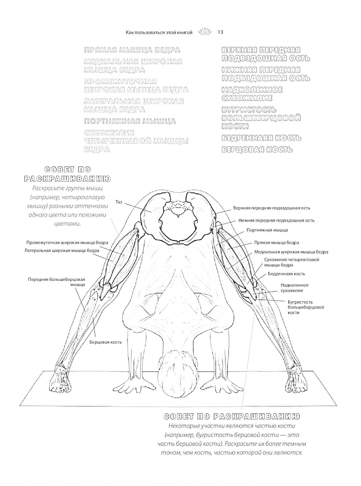 Раскраска Анатомия йоги: задняя поверхность туловища и ног в положении наклона вперед