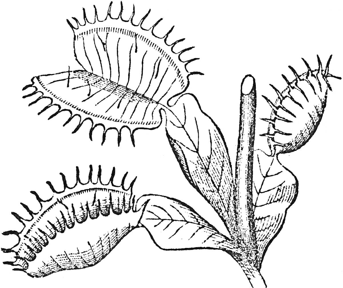 На раскраске изображено: Венерина мухоловка, Хищное растение, Ловушка, Листья, Стебель, Ботаника, Природа
