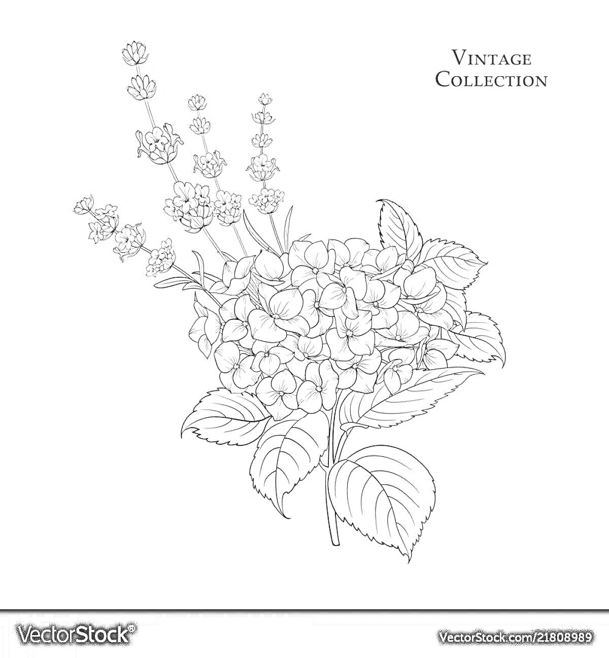 На раскраске изображено: Гортензия, Цветы, Листья, Цветочный дизайн