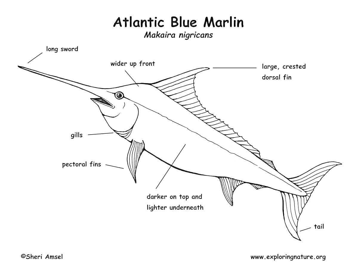 Раскраска Atlantic Blue Marlin - long sword, wider up front, large crested dorsal fin, gills, pectoral fins, darker on top and lighter underneath, tail