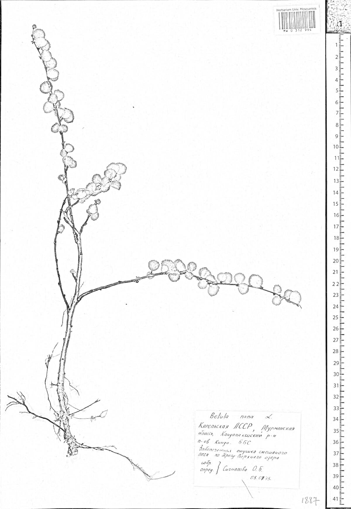 Раскраска Гербарий карликовой березы с корнями и ветками, с этикеткой и измерительной линейкой