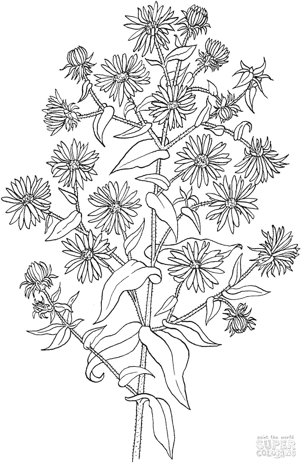 На раскраске изображено: Астра, Ботаника, Листья, Ветка, Природа