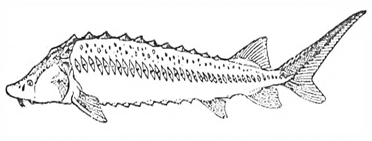 Раскраска Осетр, чешуя, плавники