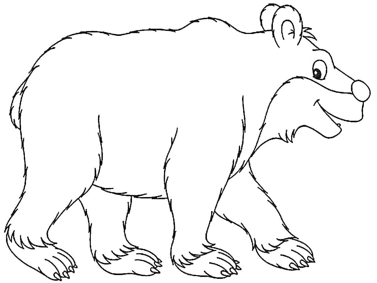 Раскраска Медведь, идущий в профиль (оконтуренный)