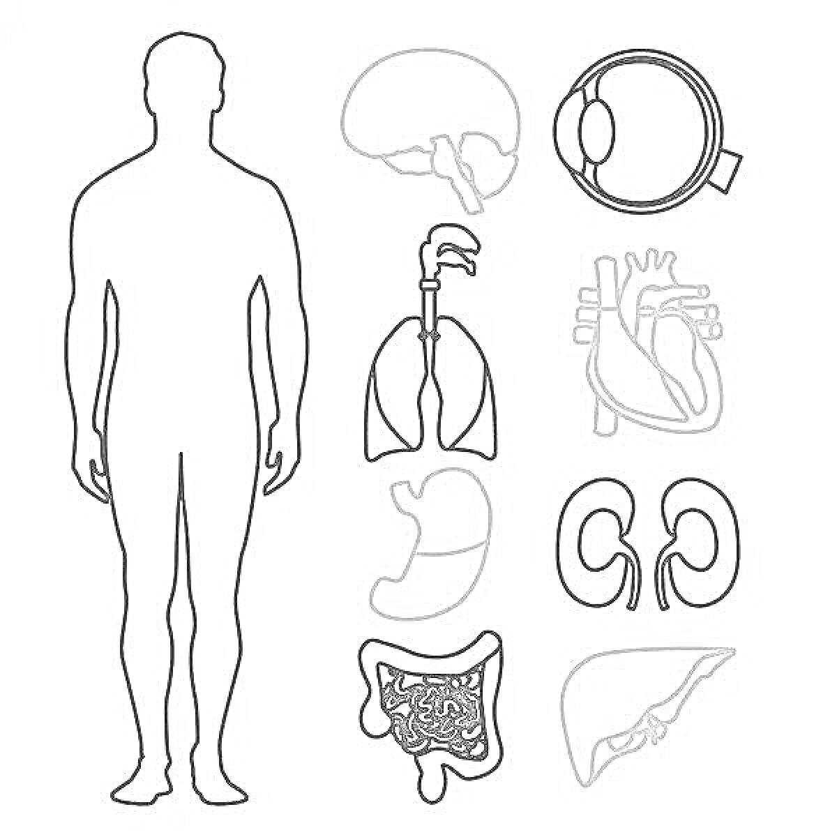 Раскраска Внутренние органы человека (головной мозг, глаз, лёгкие, сердце, желудок, почки, кишечник, печень)
