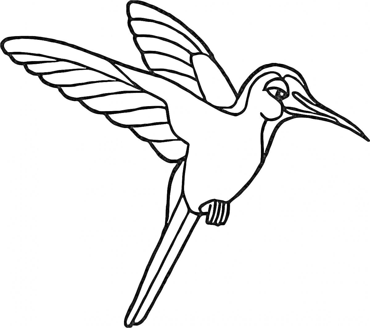 На раскраске изображено: Колибри, Птица, Расправленные крылья, Для печати, Для детей, Контурные рисунки