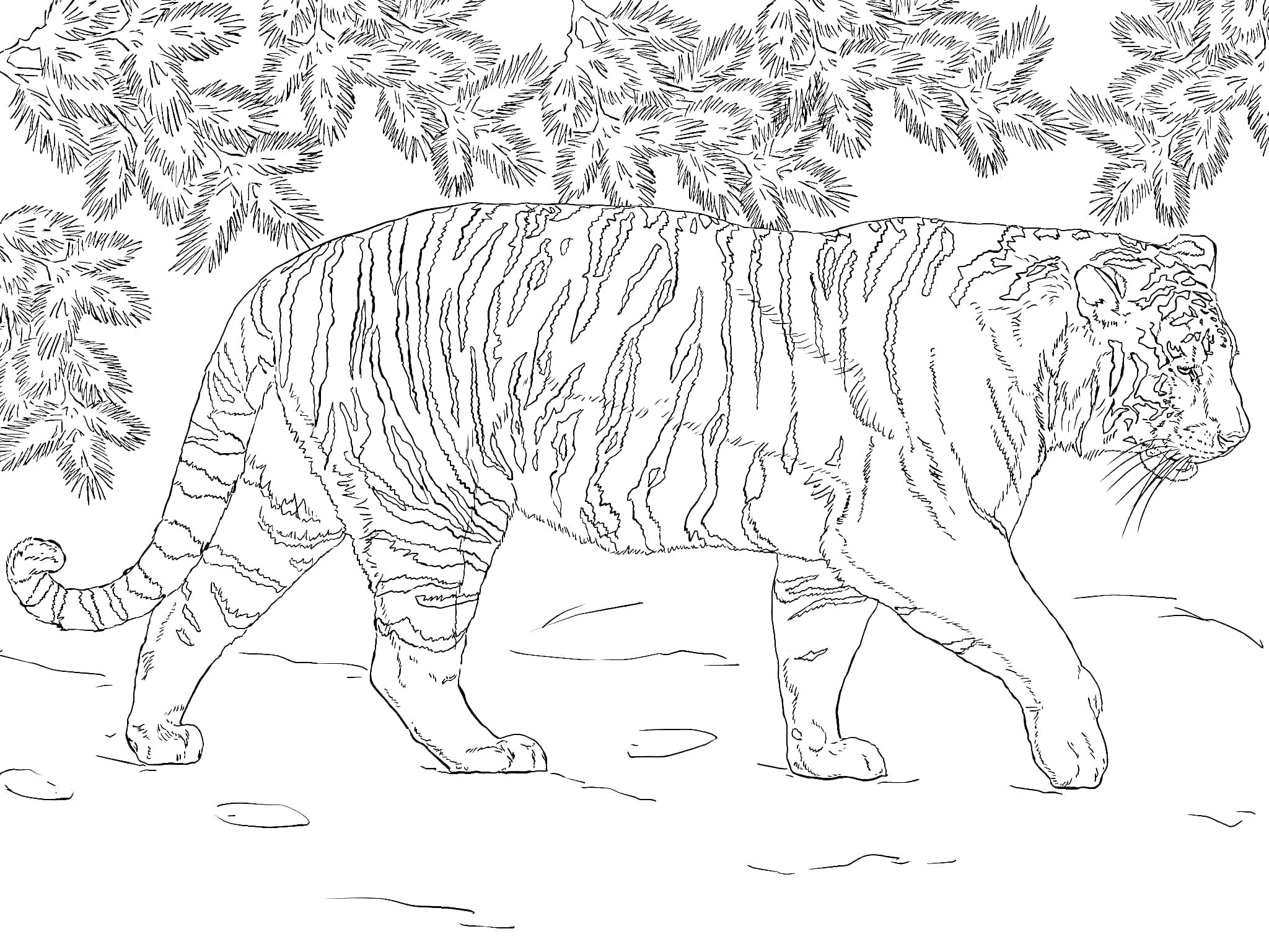 Раскраска Амурский тигр под ветвями деревьев