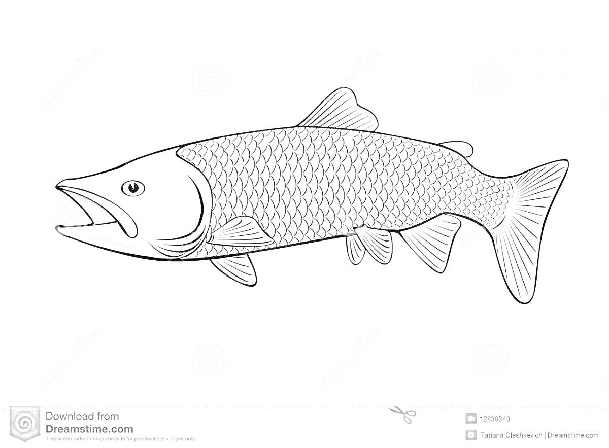 Раскраска раскраска судака с открытым ртом, крупной чешуей и различимыми плавниками