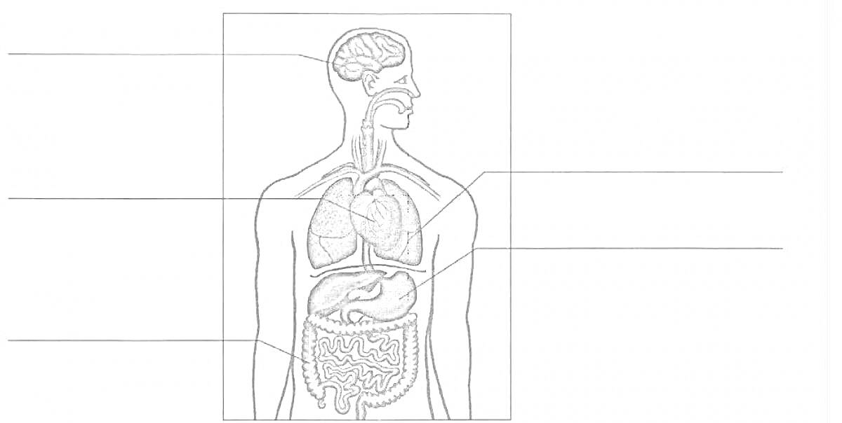 Раскраска Органы человека — мозг, лёгкие, печень, желудок, кишечник.
