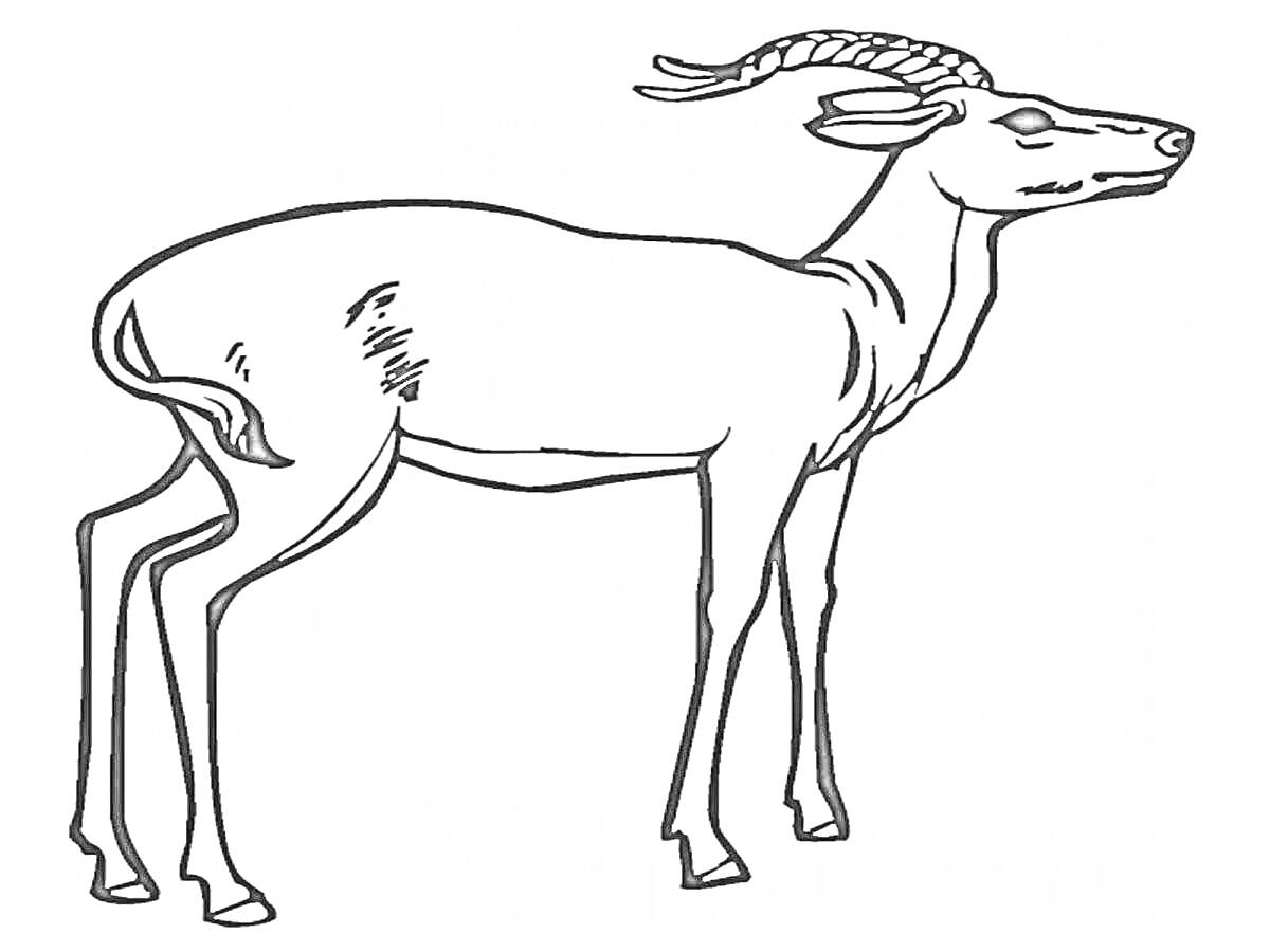 Раскраска Черно-белая раскраска с изображением золотой антилопы с длинными рогами и пятном на боку