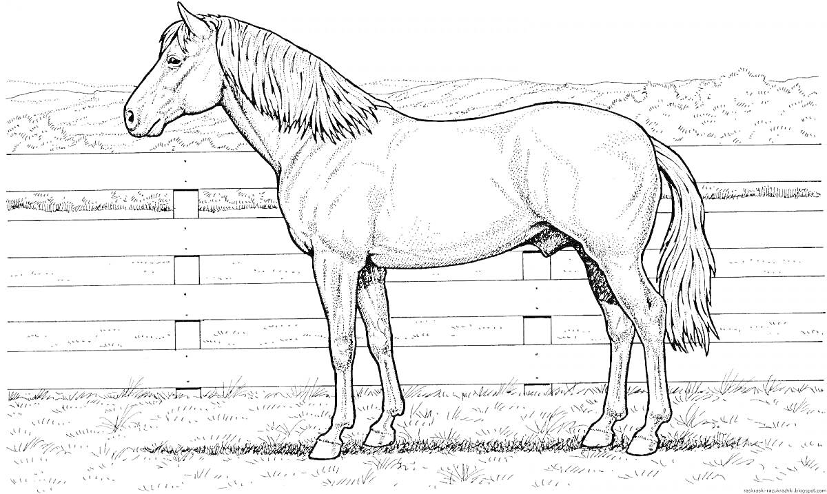 Раскраска Лошадь на фоне забора и поля