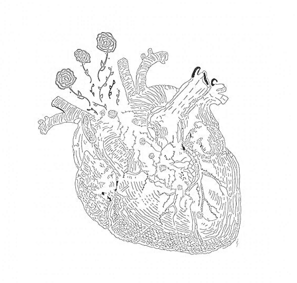 Раскраска Анатомическое сердце с сосудистыми ветвями