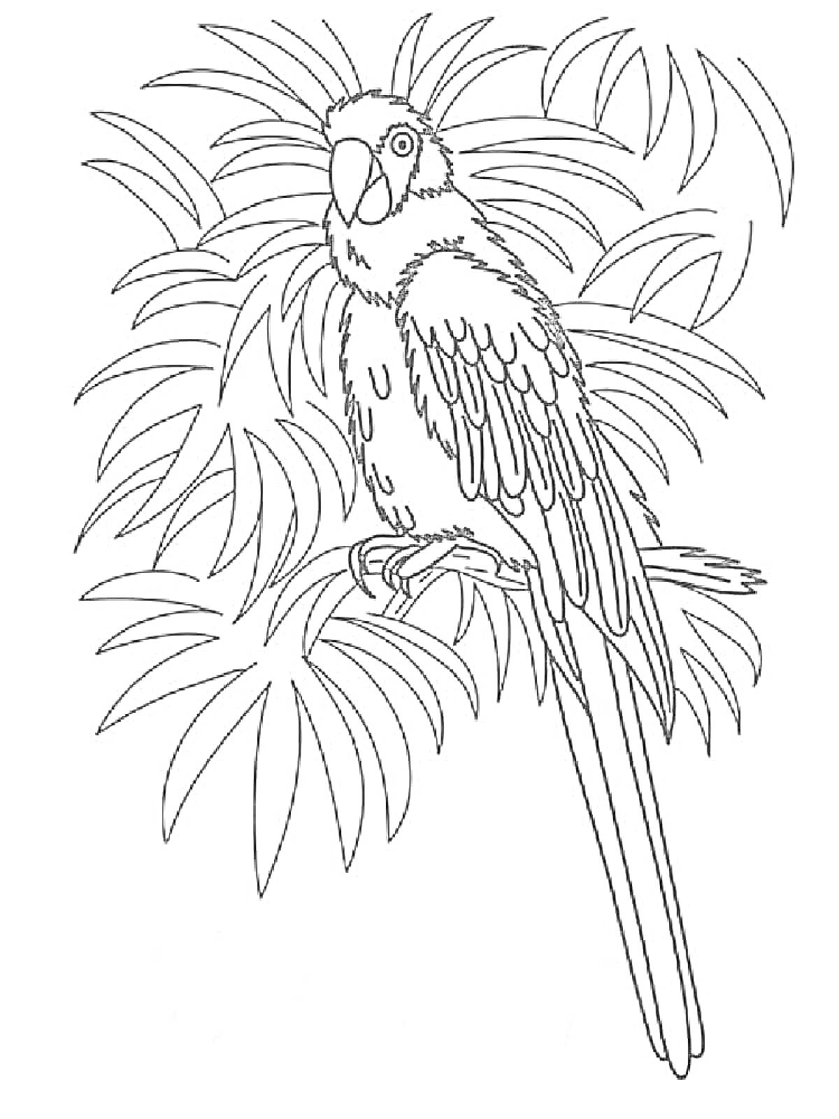 Раскраска Попугай на ветке, окружённый листьями