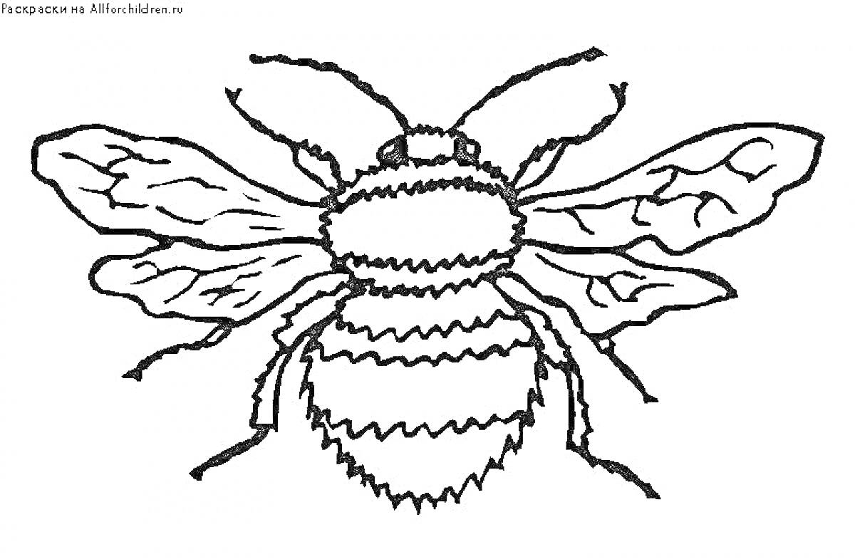 На раскраске изображено: Шмель, Насекомое, Крылья, Узоры