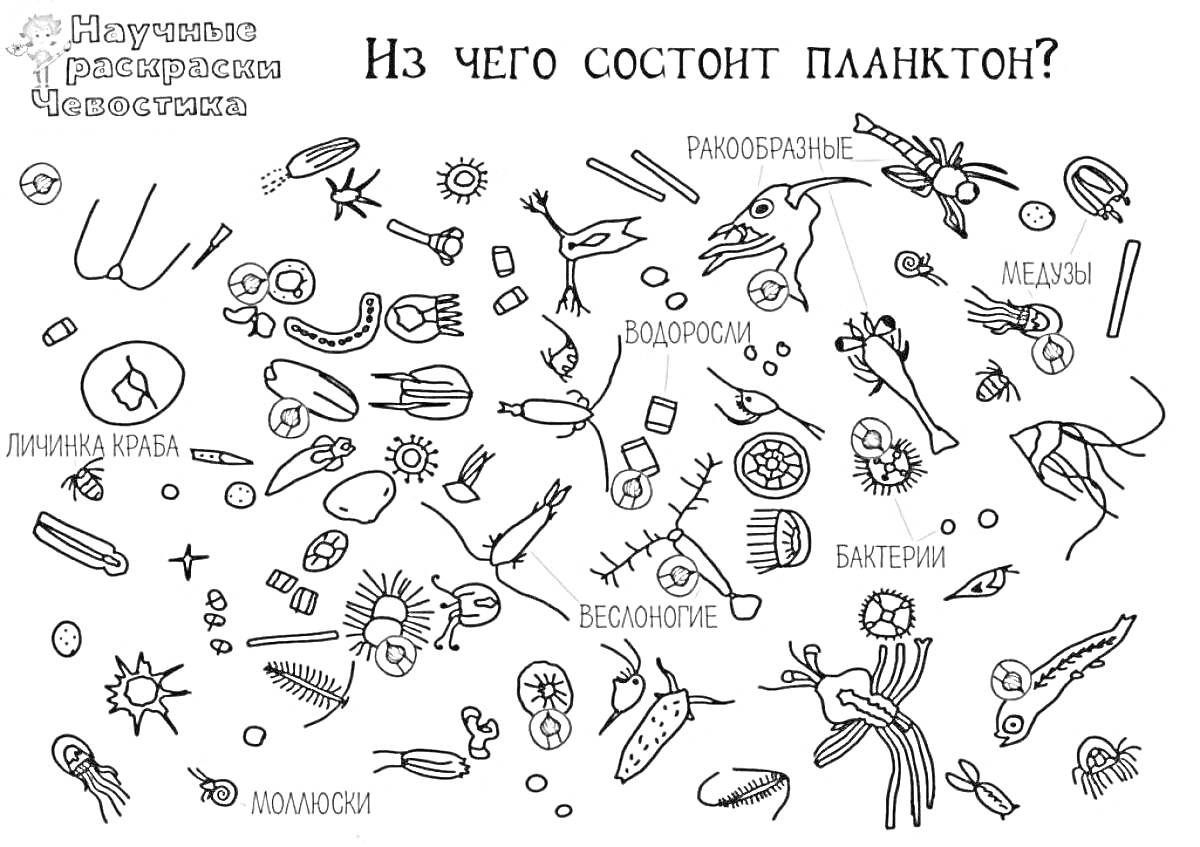 На раскраске изображено: Планктон, Водоросли, Ракообразные, Моллюски, Бактерии, Наука, Чевостик, Обучение, Медуза