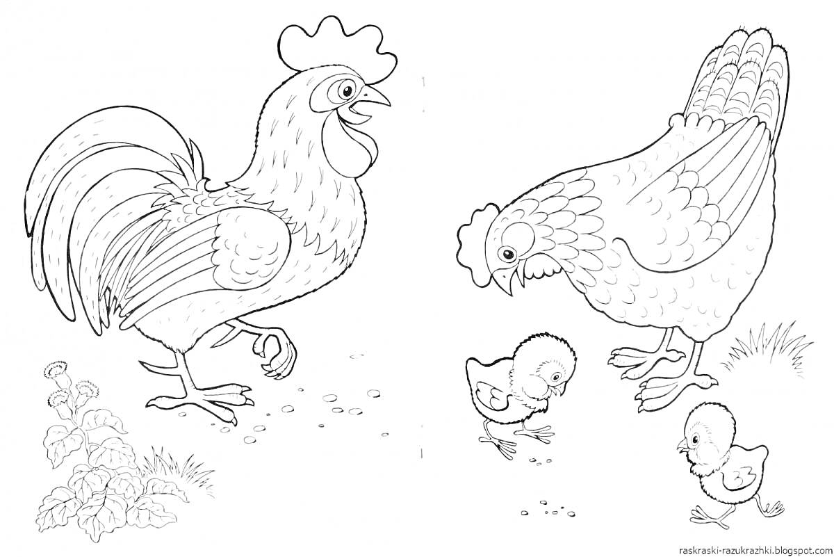 На раскраске изображено: Петух, Цыплята, Домашние птицы, Сельская жизнь