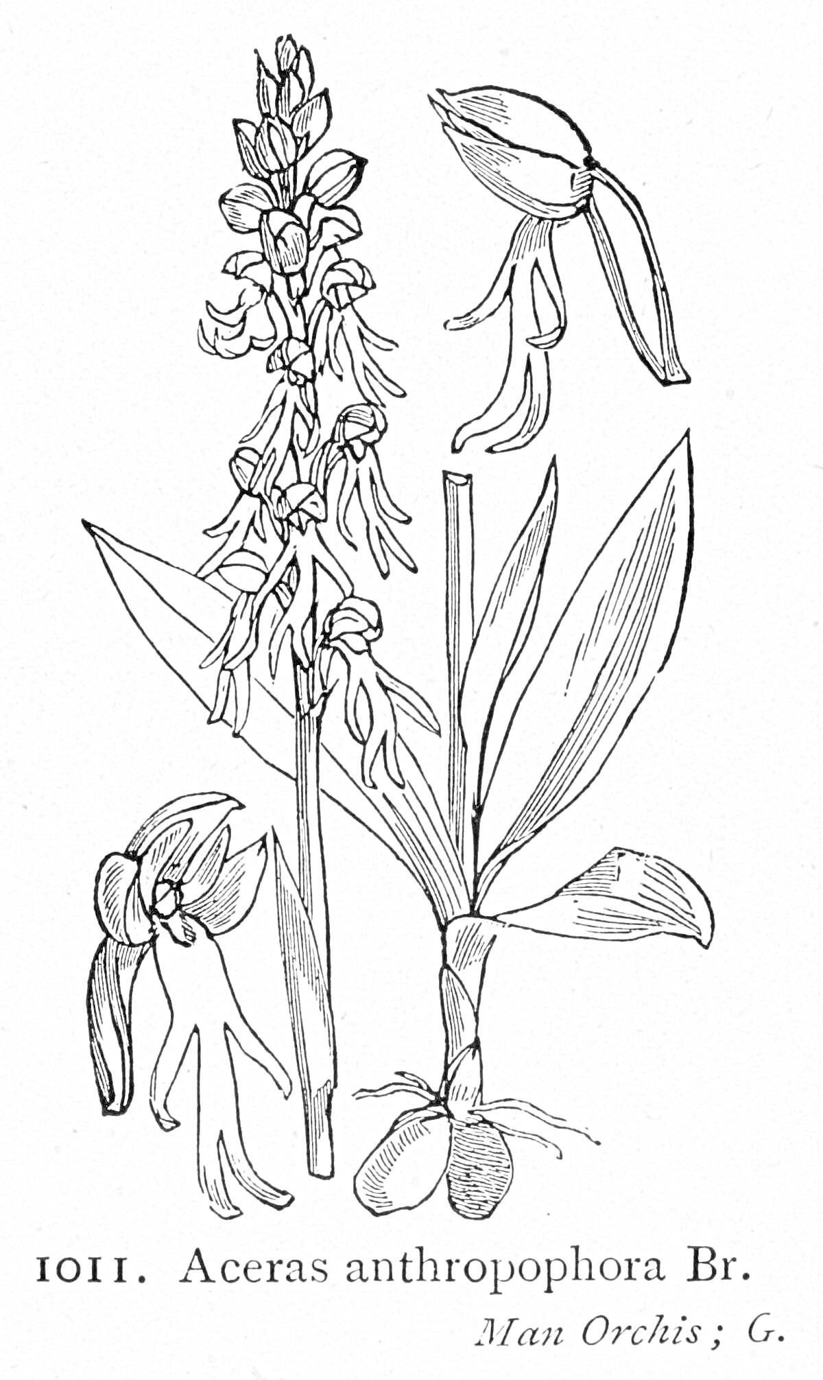 Раскраска Aceras anthropophora Br. (Man Orchis), растение с соцветиями, листьями и корневищем