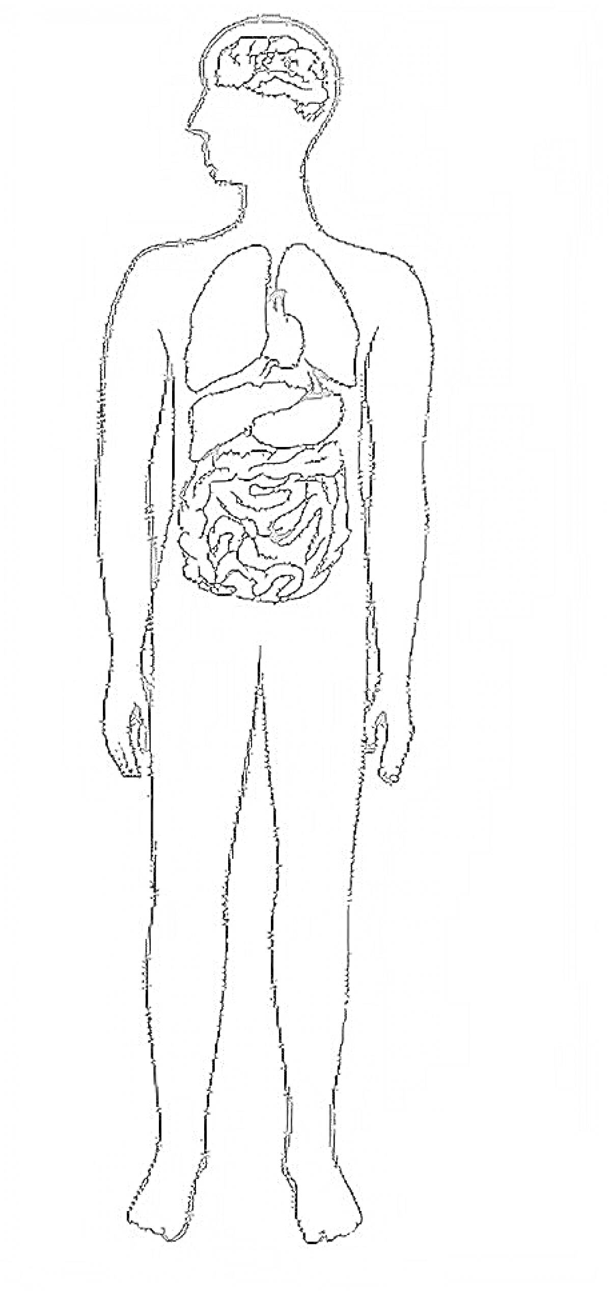 На раскраске изображено: Анатомия, Человек, Органы, Мозг, Легкие, Печень, Желудок, Кишечник, Тело человека