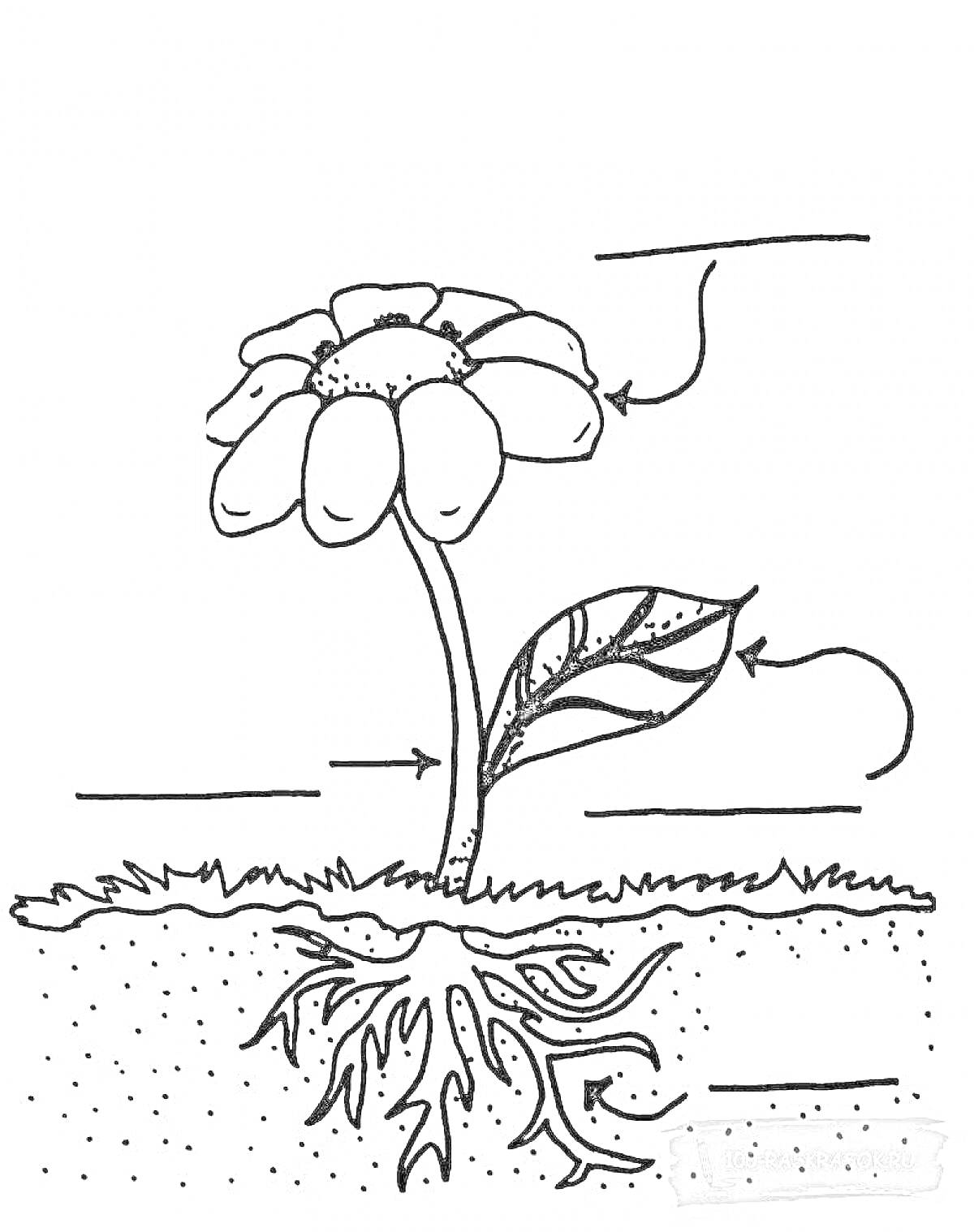 Раскраска Части растения с корнем, стеблем, листом и цветком