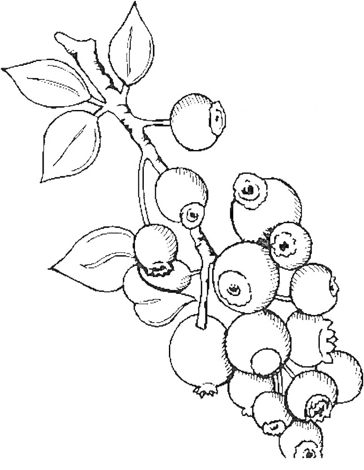 Раскраска Веточка с ягодами клюквы и листьями