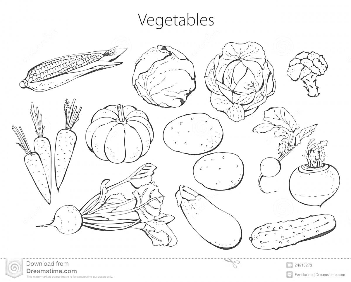 На раскраске изображено: Овощи, Капуста, Кукуруза, Морковь, Свекла, Картофель, Редис, Тыква, Брокколи, Цветная капуста, Кабачок