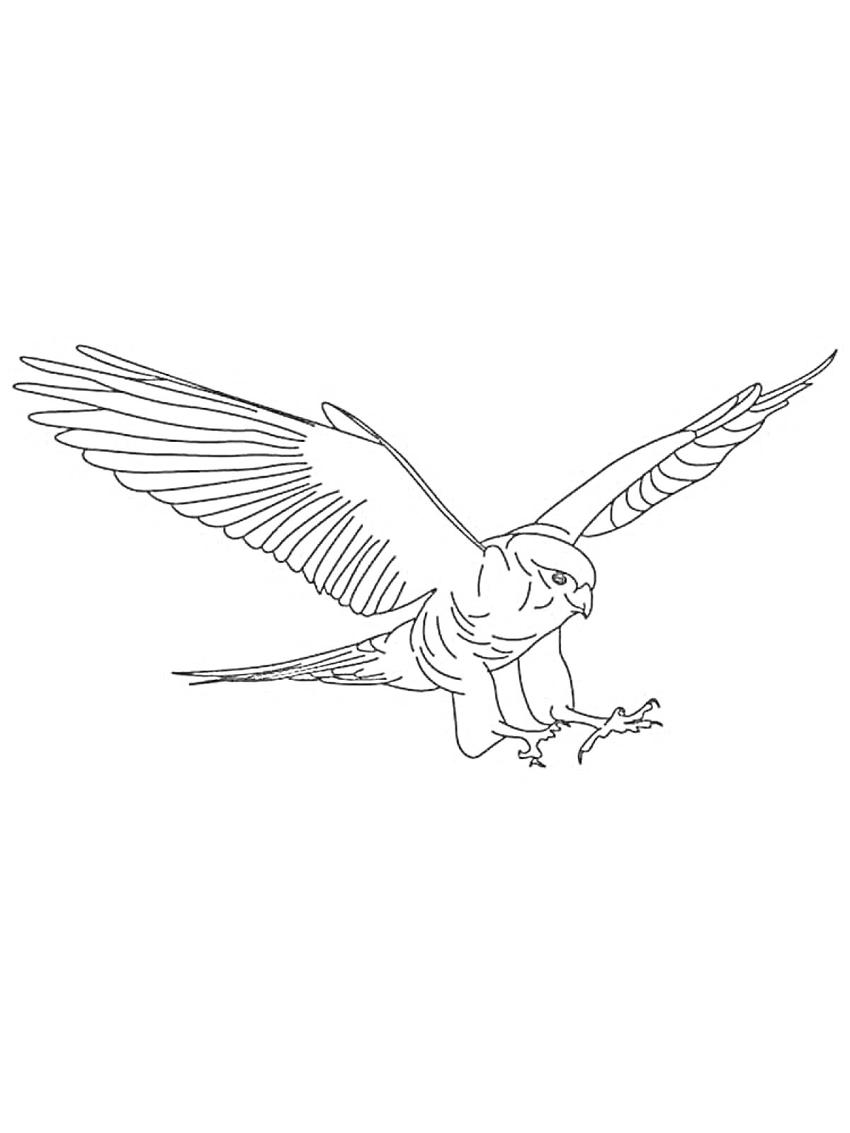 На раскраске изображено: Сокол, Птица, Крылья, Когти, Полет, Природа