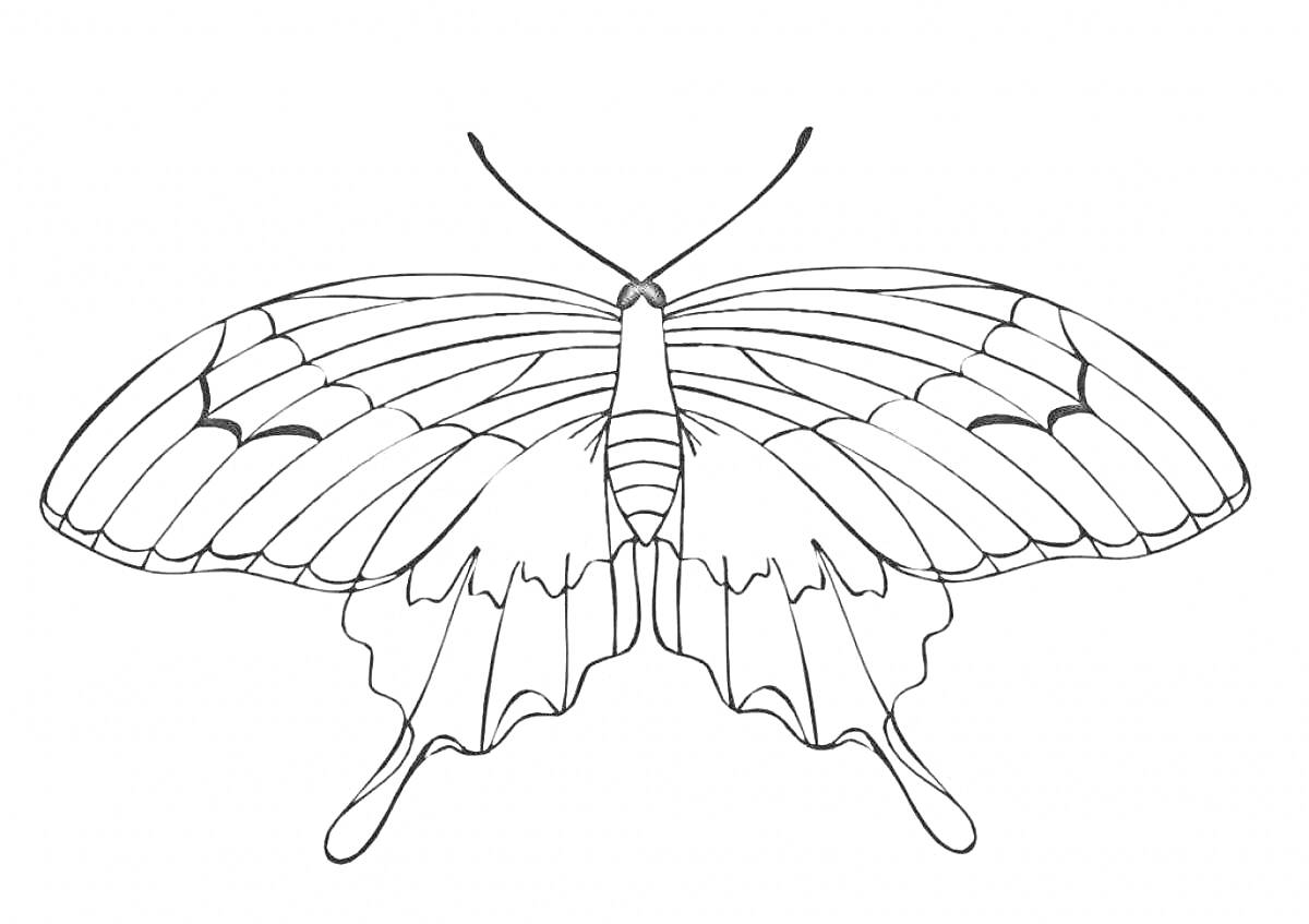 На раскраске изображено: Бабочка, Махаон, Насекомое, Крылья, Природа, Контурные рисунки