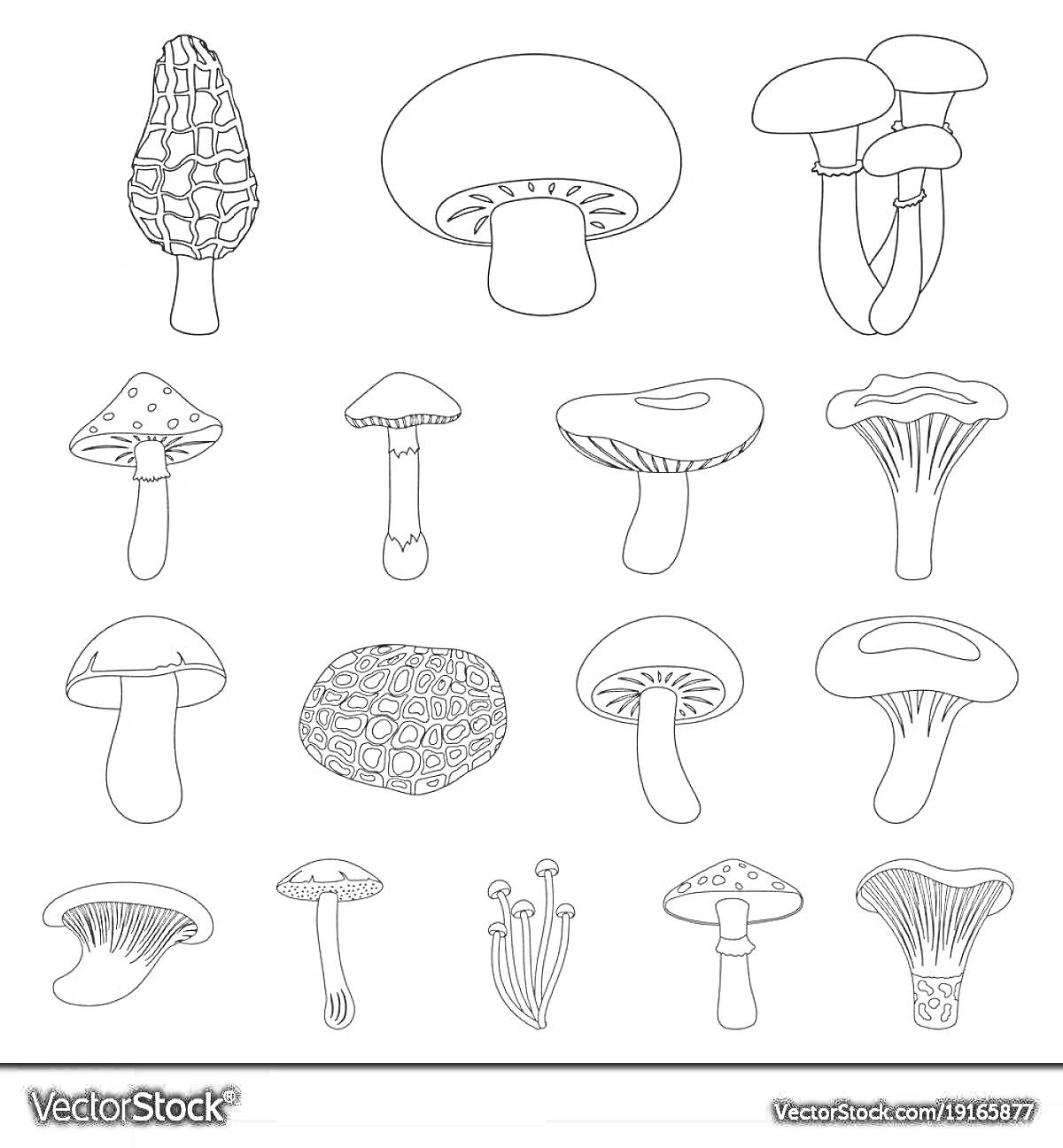 Раскраска Несъедобные грибы: различные виды, много вариантов форм и размеров, вид снизу и сбоку