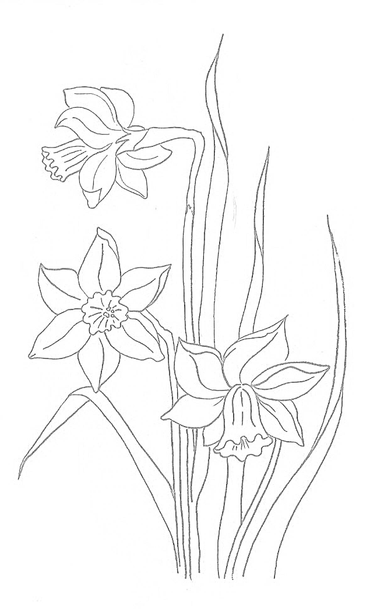Раскраска Три нарцисса с листьями на стебле