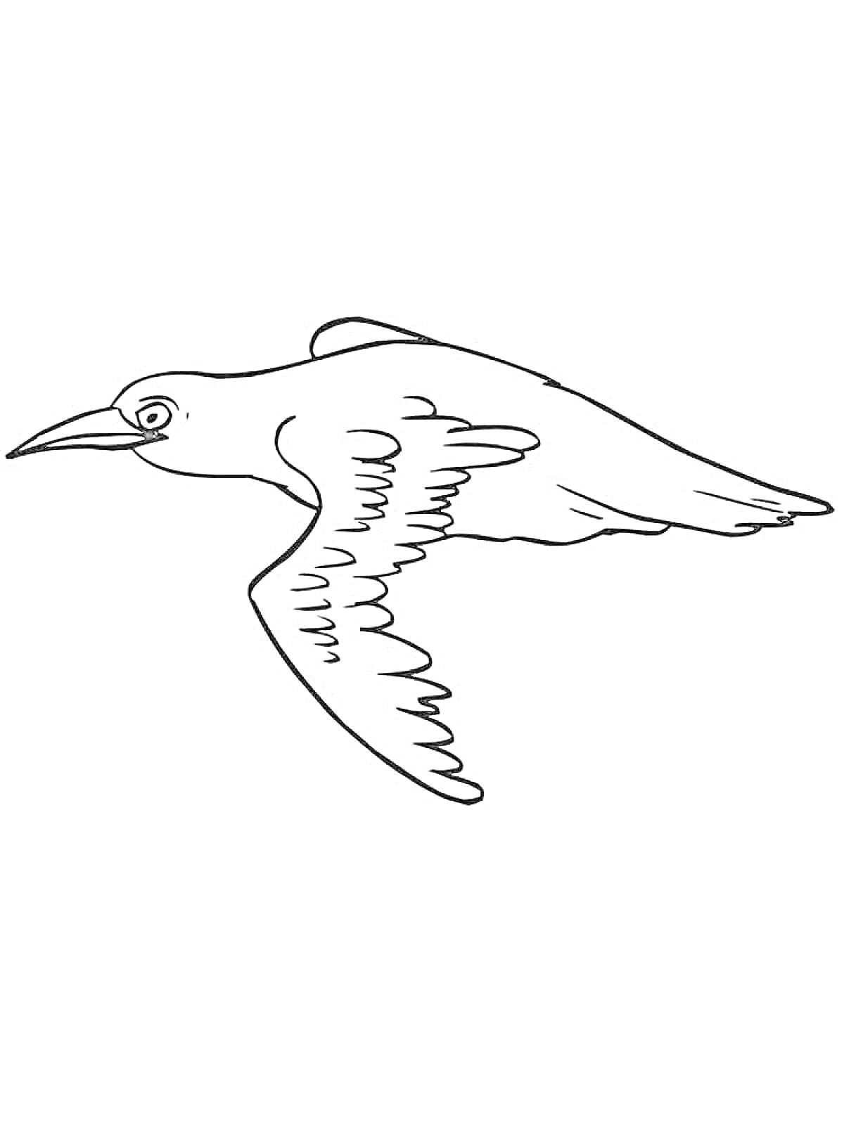 Раскраска Летящий дрозд с расправленными крыльями