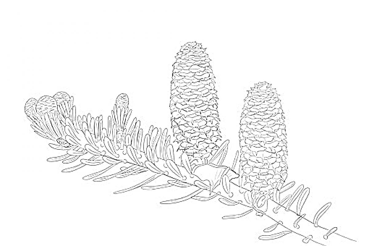 Раскраска Ветвь пихты с шишками и иголками