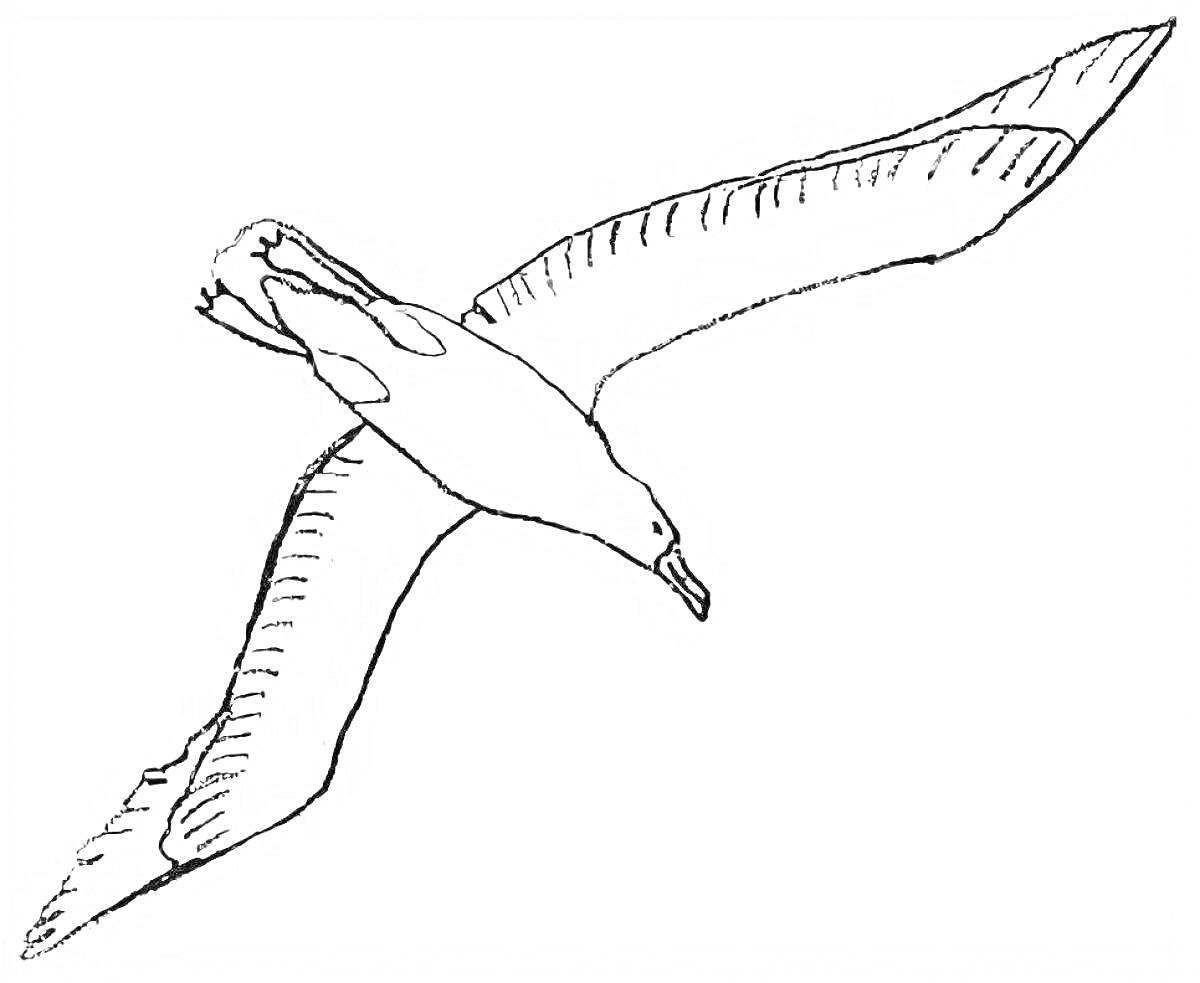 На раскраске изображено: Альбатрос, Птица, Полет, Крылья, Контурные рисунки