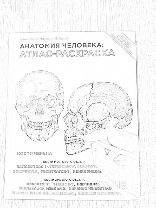 Раскраски анатомия человека: 31 раскраска - скачать или распечатать ...