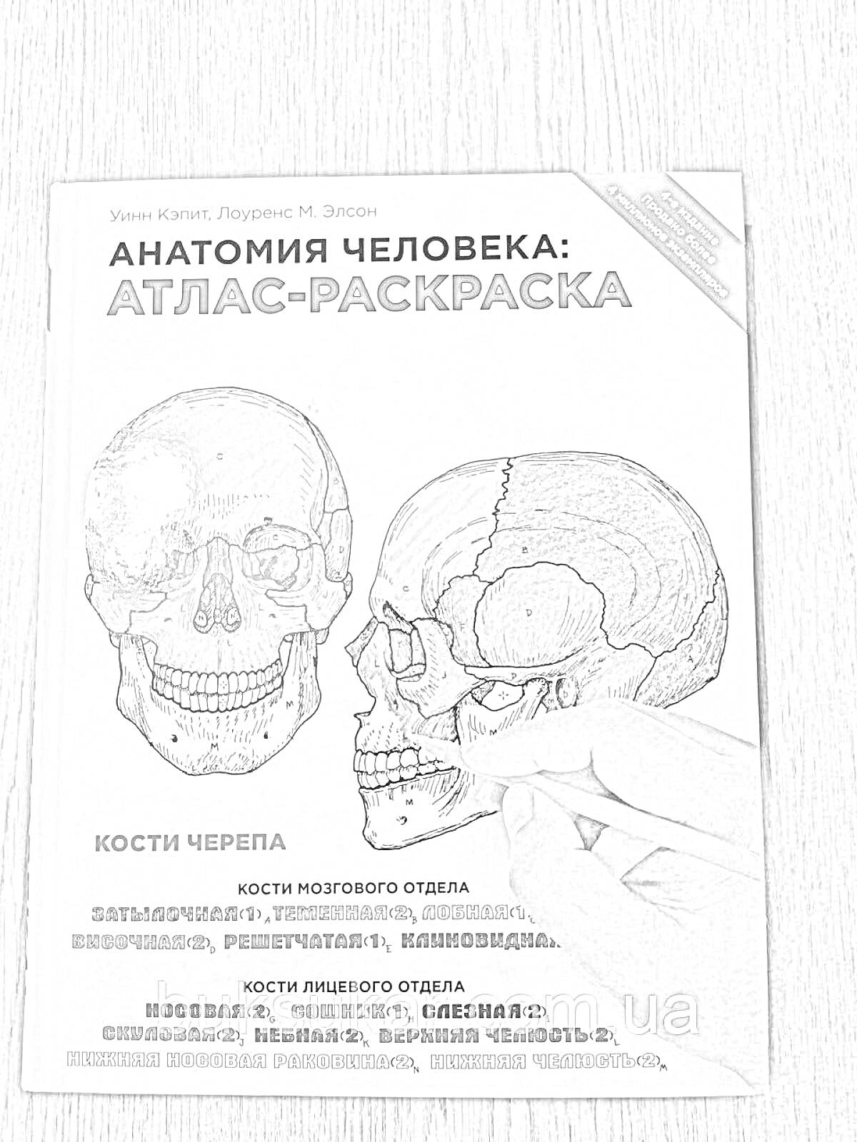 На раскраске изображено: Атлас, Анатомия, Череп, Человек, Учебник, Обложка, Книга, Анатомия человека