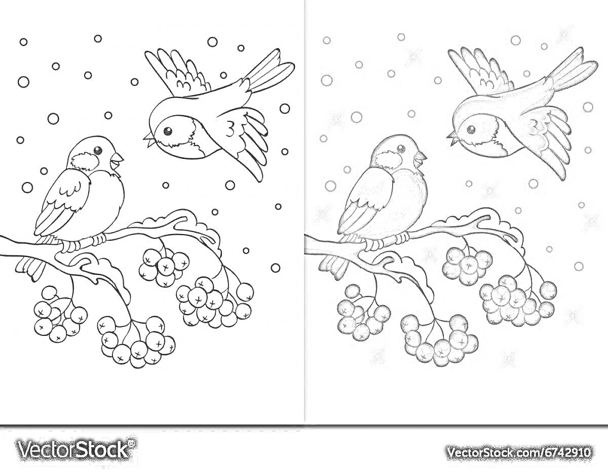 На раскраске изображено: Снегирь, Ветка, Ягоды, Снег, Зима, Птица, Природа, Иллюстрация