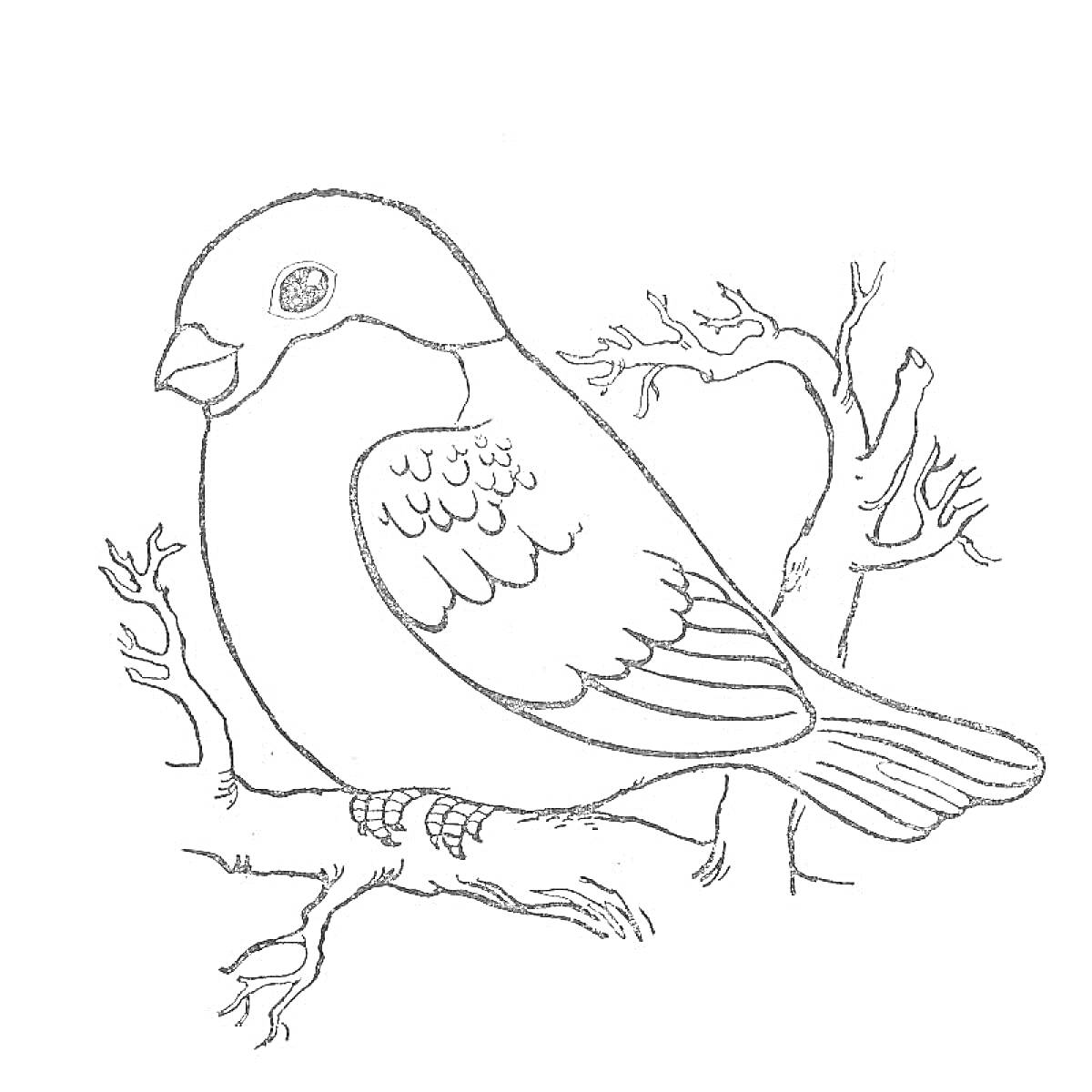 Раскраска Птица сидит на ветке без листьев