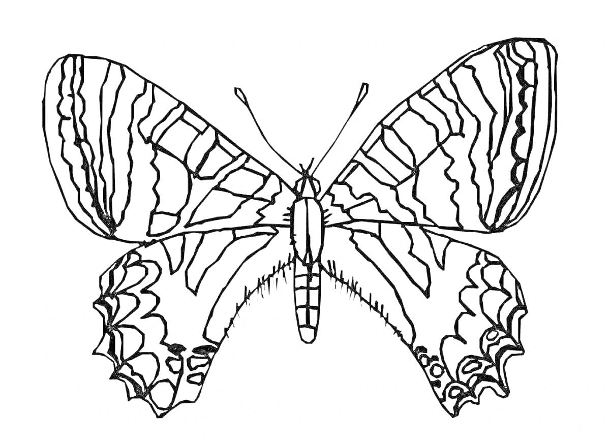 Раскраска Раскраска с красивой бабочкой с узорными крыльями