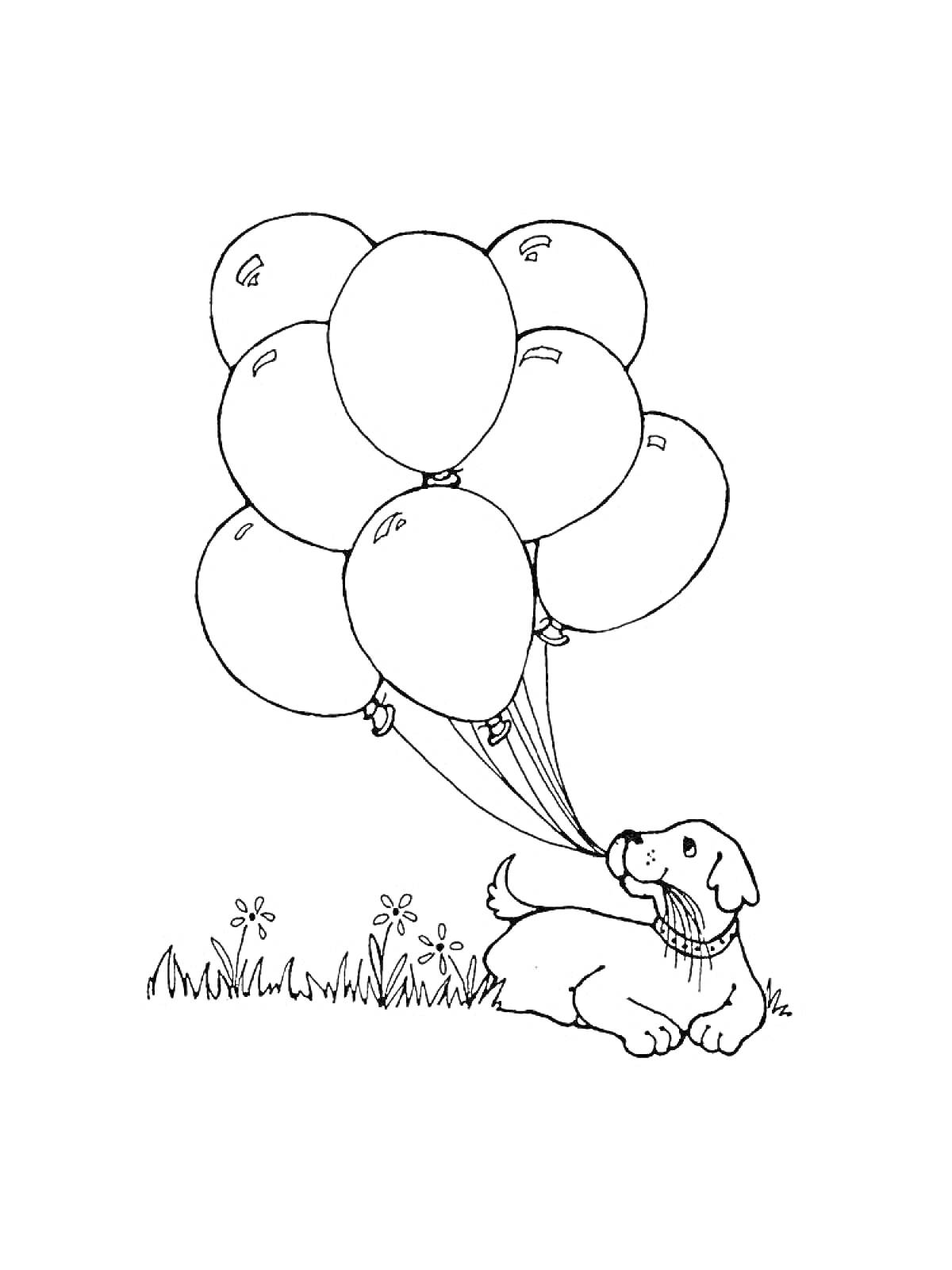 Раскраска Собака с воздушными шариками на траве
